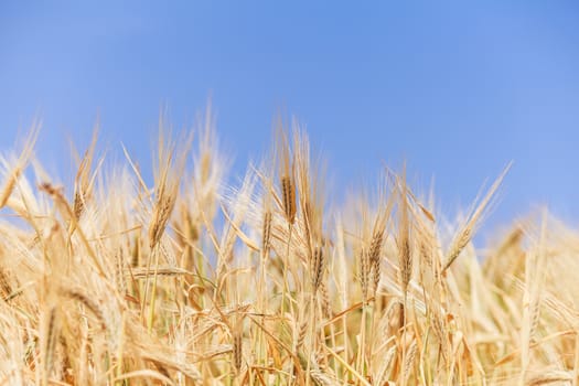 close-up ears of wheat against the sky