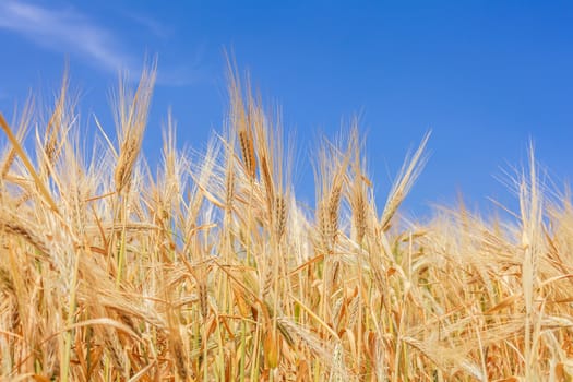 close-up ears of wheat against the sky