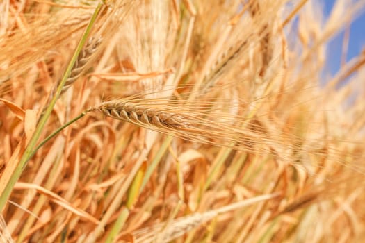 wheat ears close-up