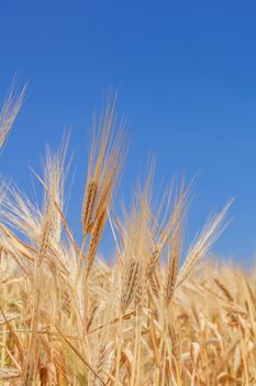 close-up ears of wheat against the sky