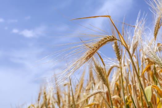 close-up ears of wheat against the sky