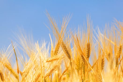 close-up ears of wheat against the sky