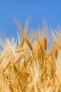 close-up ears of wheat against the sky