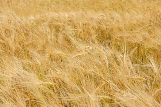 wheat field