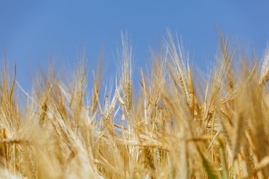 close-up ears of wheat against the sky