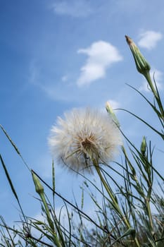 Dandelion close up against the blue sky