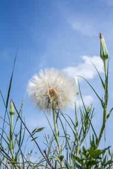 Dandelion close up against the blue sky