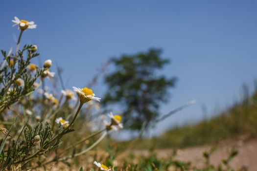 Daisy field against the blue sky and trees