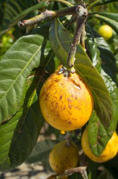 Fruit after suffering severe damage from hail and frost