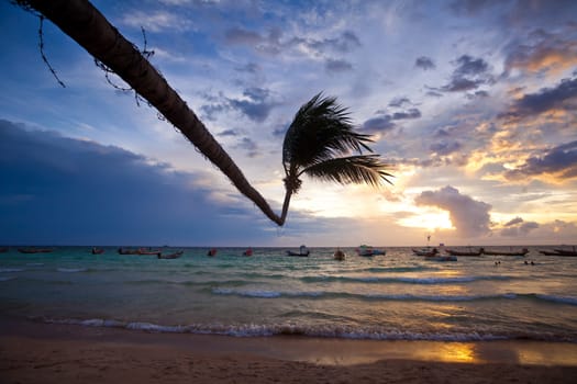 coconut palm tree at tropical beach on sunset