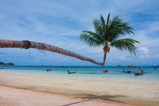 green coconut palm tree at tropical beach