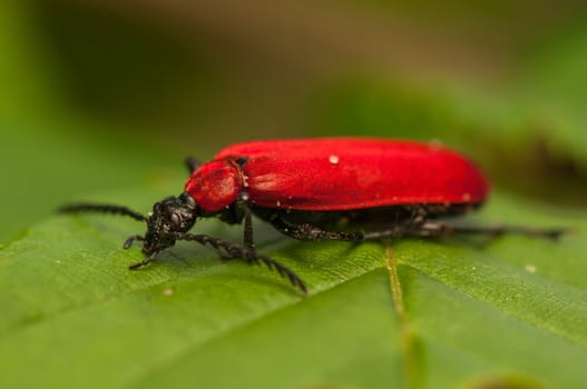 Pyrochroa coccinea