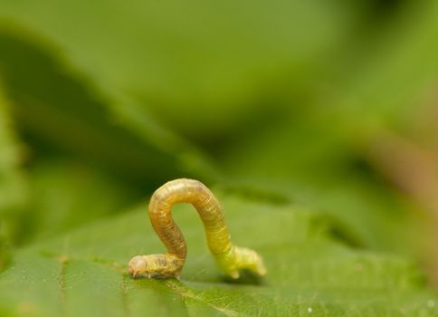 Geometer larva