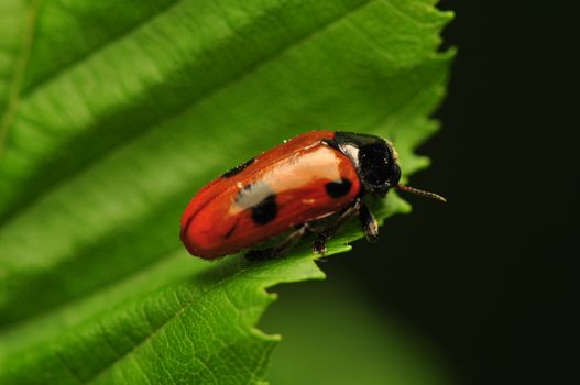 Clytra laeviuscula