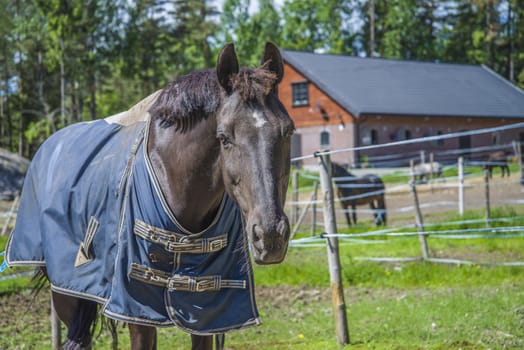 All the images are shot at Horse stables R��dskasa In L��kkevika which is just outside Halden, Norway.