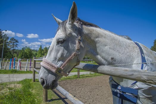 All the images are shot at Horse stables R��dskasa In L��kkevika which is just outside Halden, Norway.