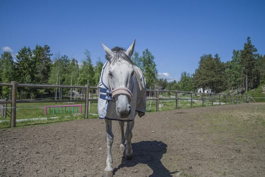 All the images are shot at Horse stables R��dskasa In L��kkevika which is just outside Halden, Norway.