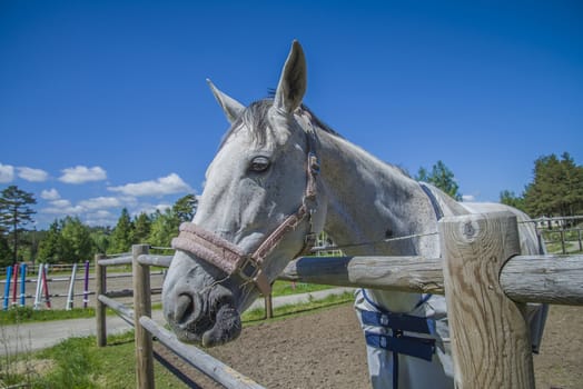 All the images are shot at Horse stables R��dskasa In L��kkevika which is just outside Halden, Norway.