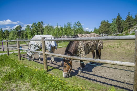 All the images are shot at Horse stables R��dskasa In L��kkevika which is just outside Halden, Norway.
