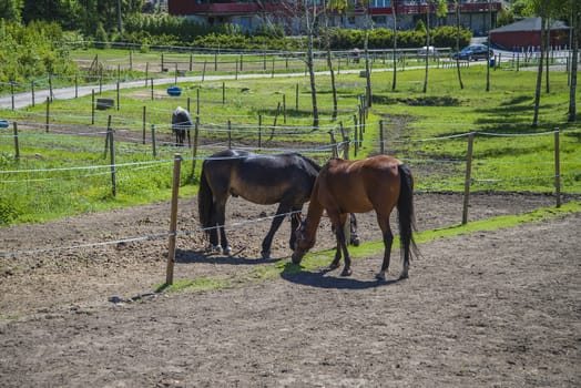 All the images are shot at Horse stables R��dskasa In L��kkevika which is just outside Halden, Norway.