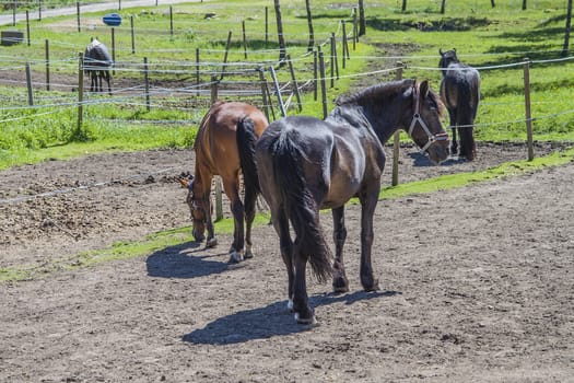 All the images are shot at Horse stables R��dskasa In L��kkevika which is just outside Halden, Norway.
