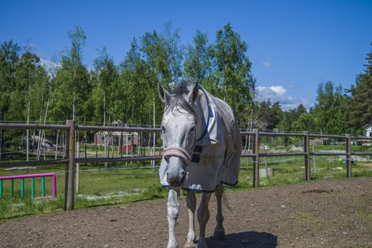 All the images are shot at Horse stables R��dskasa In L��kkevika which is just outside Halden, Norway.
