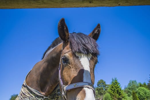 All the images are shot at Horse stables R��dskasa In L��kkevika which is just outside Halden, Norway.
