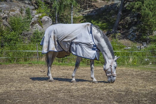 All the images are shot at Horse stables R��dskasa In L��kkevika which is just outside Halden, Norway.
