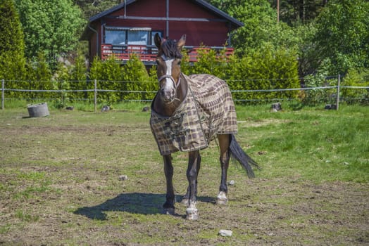 All the images are shot at Horse stables R��dskasa In L��kkevika which is just outside Halden, Norway.