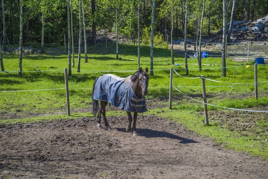All the images are shot at Horse stables R��dskasa In L��kkevika which is just outside Halden, Norway.