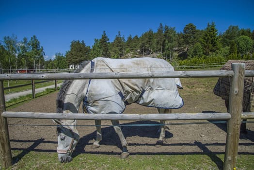 All the images are shot at Horse stables R��dskasa In L��kkevika which is just outside Halden, Norway.