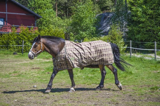 All the images are shot at Horse stables R��dskasa In L��kkevika which is just outside Halden, Norway.