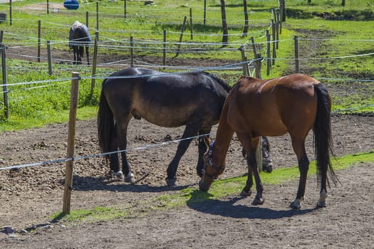 All the images are shot at Horse stables R��dskasa In L��kkevika which is just outside Halden, Norway.