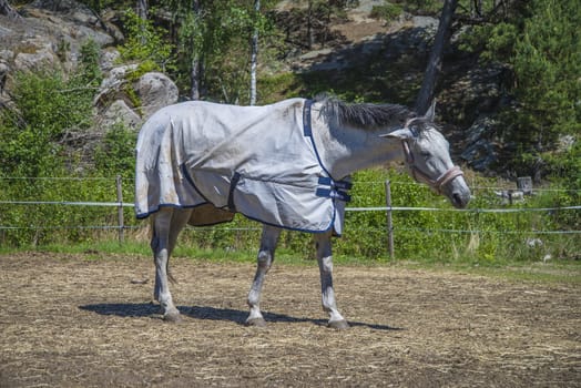 All the images are shot at Horse stables R��dskasa In L��kkevika which is just outside Halden, Norway.