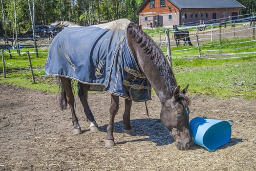All the images are shot at Horse stables R��dskasa In L��kkevika which is just outside Halden, Norway.