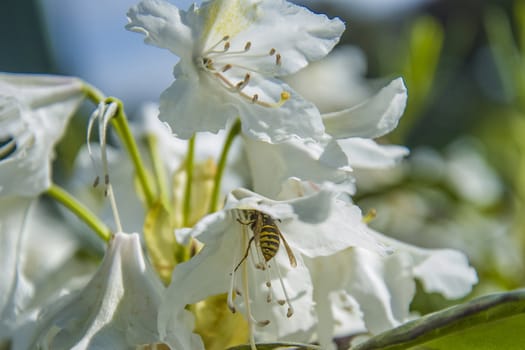 The picture is shot in a rhododendron bushes at Fredriksten fortress in Halden, Norway.