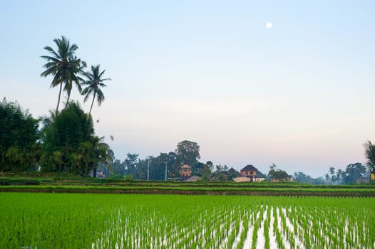 Rice field and traditional village at dusk on Bali island, Indonesia