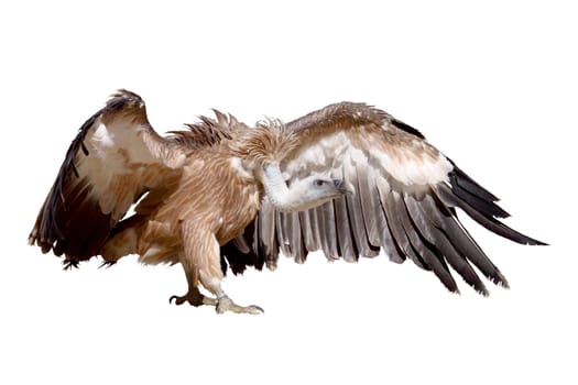 a griffon vulture isolated on a white background