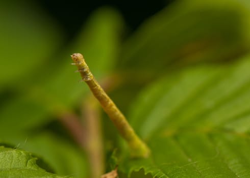 Geometer larva