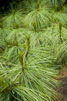 close up photo of pine needle leaves in green colors