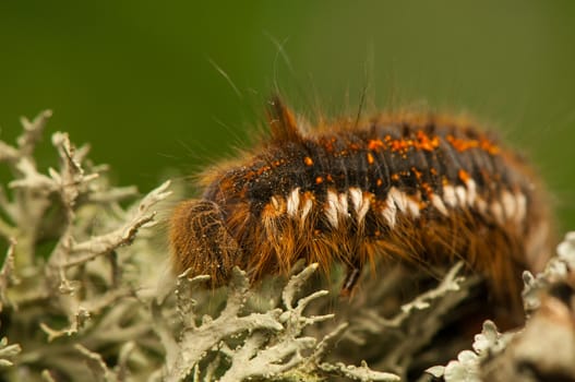 Euthrix potatoria