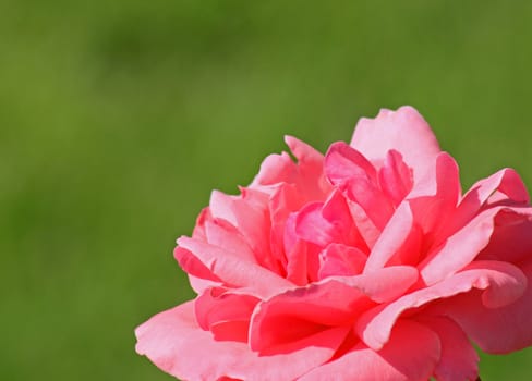 close up of pink rose over green background