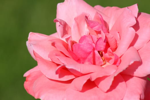 close up of pink rose