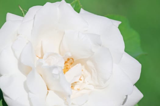 close up of white rose