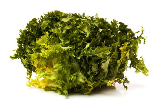 green endive on a white background