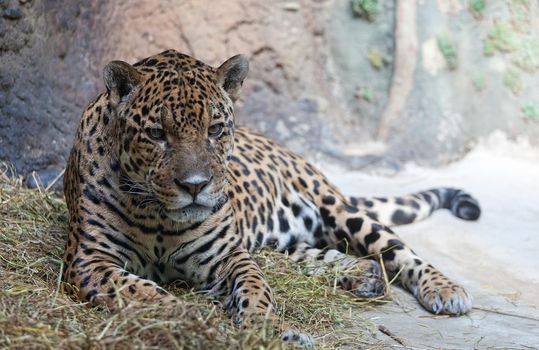 Jaguar has a rest