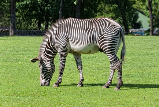 zebra eats a grass on a glade