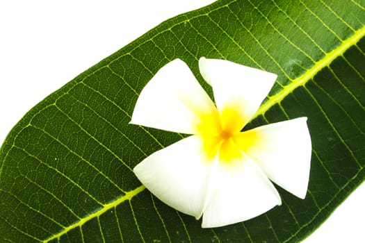 Frangipani trees