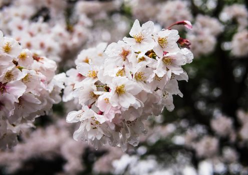 Sakura