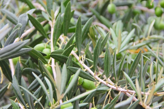 Close up green ripe olives on a tree